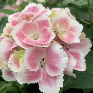 22夏尔绣球花苗新品盆栽绿植b大苗 庭院花园植物花苗盆栽a.