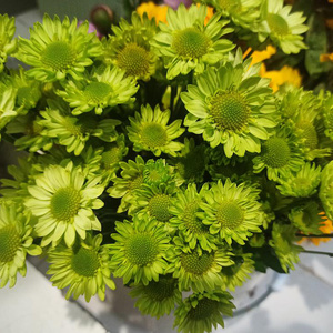 22绿精灵鲜花小雏菊小皱菊邹菊稚鲜花云南直发基地昆明斗南花市a