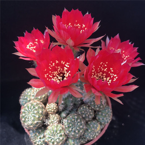 日本购日本购一末多肉黄仙j玉仙人掌科仙人球属易n开花开群花防辐