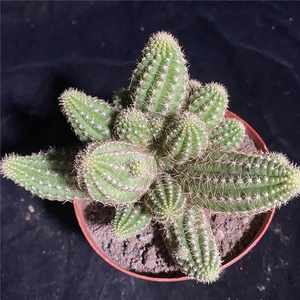 t日本购日n本购一末多肉林肯的优雅白檀属开花仙人球大型白檀多肉