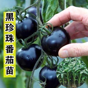 黑珍珠番茄苗秧苗樱桃小西红柿幼苗紫圣女果苗种子籽四季盆栽菜苗