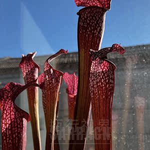 瓶子草 摩尔瓶子草 温蒂尼