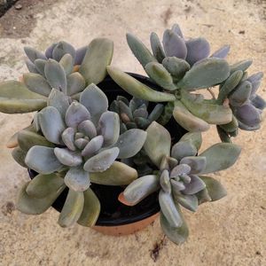 肉多植物冬美人大桩冬美人小苗n超老爆款悬崖老桩