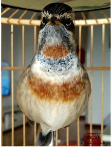 靛将颠颏日常料颠颏食靛颏饲料靛颏鸟食红蓝灯鸟食红蓝脖红下海食