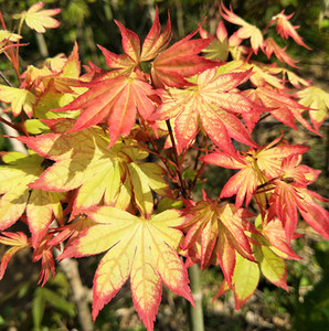 日本枫树 爪柿 春季新叶黄底红边