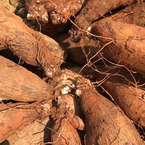 秤砣山药怎样种植图片图片