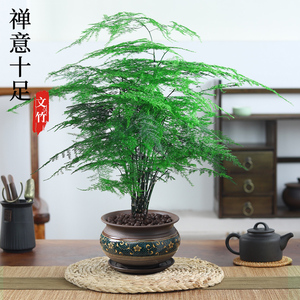 文竹盆栽植物室内大型盆景净化空气四季常青桌面绿植花卉苗好养活