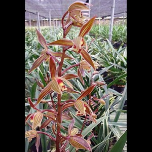浓香型兰花直播间黄金日向精品名贵兰花苗墨兰盆栽室内绿植花卉