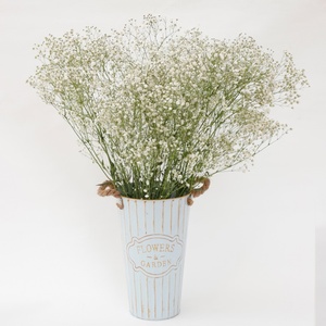 22云南鲜花卉七彩色g满天星干花束礼盒礼品瓶插花零售论斤卖散装