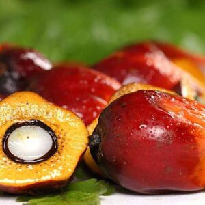 西双版纳棕榈果,油棕果新鲜榨棕榈油