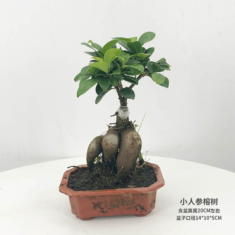 2222人参榕盆栽k绿植提根老桩摇钱树8字s造型小叶榕树盆景植物ad.