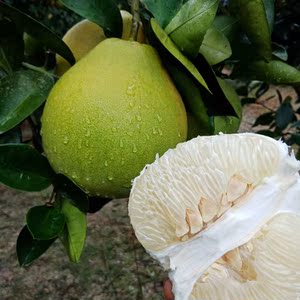 湖南怀化安江雪峰冰糖柚小苦柚雪峰柚药柚子柚非蜜柚5斤 10斤 甜