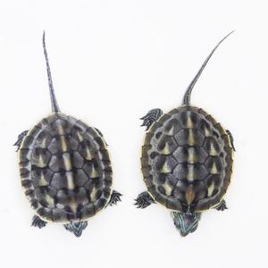 外塘珍珠龟宠物中华花龟台湾草龟杂交观赏龟水龟