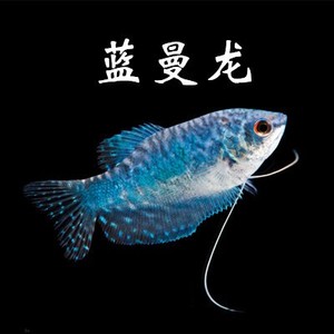 丽丽曼龙鱼七彩神仙鱼鱼苗好养的观赏冷水淡水不打氧耐活鱼混养小