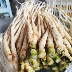 新鲜茴香根大茴香根现挖煲汤云南德宏特产新鲜蔬菜食用煮汤500克