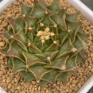 2022多肉绿植实生仙人掌科帝冠牡丹u书桌装饰多肉牡丹盆栽