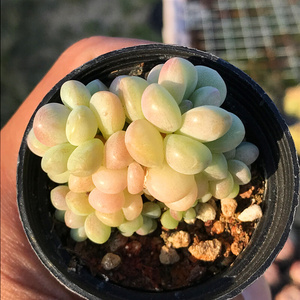 2222泡泡糖 多肉植物 肉肉植物j 萌肉肉组合盆栽 室内花卉 陌上t