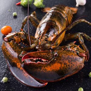 波士顿龙虾大波龙鲜活海鲜速冻澳洲澳龙超大特大1只装1至10斤包邮