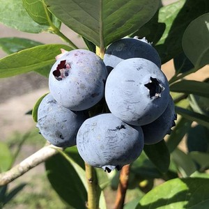 枝冠蓝莓云南蓝莓鲜果 鲜蓝莓大果水果高原山地蓝梅现摘现发特产