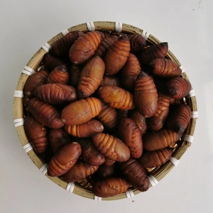蚕蛹 东北特产 黄蚕蛹 新鲜活蚕蛹 鲜活野生柞蚕蛹 茧蛹 顺丰包邮