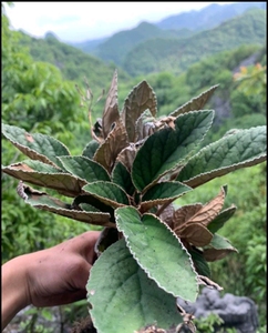 贵州苗药石上莲苗家中药材大叶石上莲软肝草现摘现发500g一件包邮