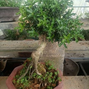 淘宝小叶枸骨盆景猫儿刺枸骨盆栽桌面绿植耐寒景观价格0649.