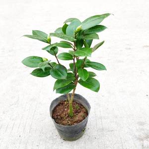 斑砂金茶花盆栽树苗名贵品种四季绿植盆栽花卉阳台办公室植物精选