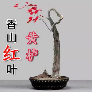 精品香山红叶黄栌根艺小精品微盆景掌中宝下山桩练手桩耐寒老桩