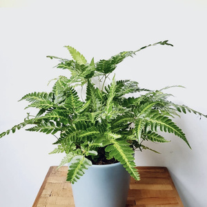 22花与花器 印度冬青蕨 室v内耐阴绿植物盆栽花园地被多年生常绿