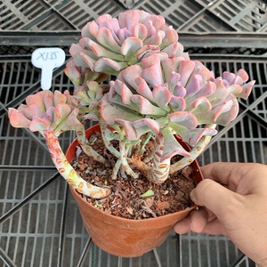 22一物一拍 雪精灵 雪特精品多肉植物绿色阳台c花卉绿植美观净化