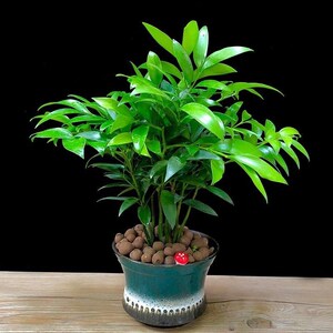 竹柏长寿竹盆栽室内四季常青驱蚊平安竹绿植花卉好养办公室盆景