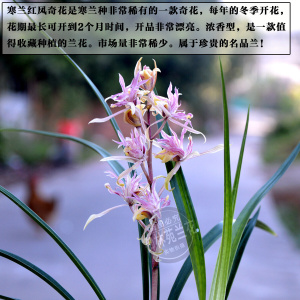 2y2寒兰红凤奇花名贵稀有品种兰花苗冬季带花苞出售包邮浓香型名