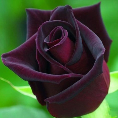 新品u新品大花浓香月季花苗真夜红e黑色丝绒质感丰花阳台庭院四季