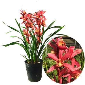 新品金边兰花苗中矮种四季好养浓香兰花红珍珠紫妖姬j室内花卉盆