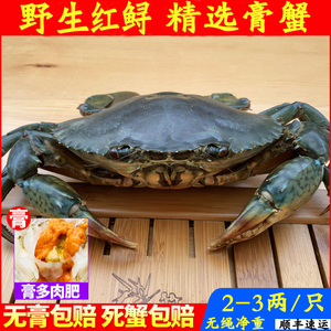 福建东山岛野生鲜活 红鲟蟹 青蟹 红膏肉大螃蟹5只起顺风丰包邮