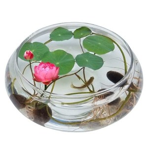 水仙花盆玻璃透明水培圆形花瓶铜钱草碗莲花盆鱼缸圆形金鱼缸