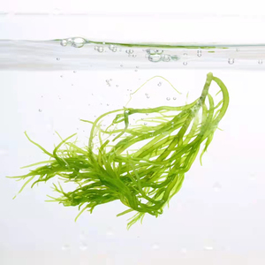 特产龙须菜