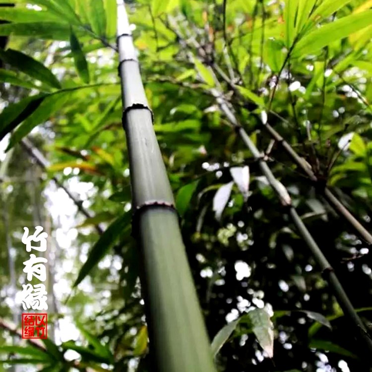 2022方竹方竹苗竹盆栽景竹四s方形竹子苗室内绿植适合桌上庭院阳