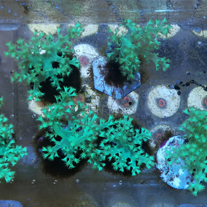 日本皮日皮皮革断枝断肢断支印尼新手试水人工lps软体珊瑚雷有工厂