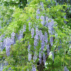 22蓝月亮紫藤花树苗爬藤花卉植物盆栽庭院阳台南方r紫藤萝多季开