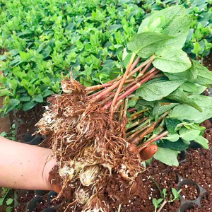 【火龙珠苗】火龙珠苗品牌,价格 - 阿里巴巴