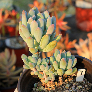 22 灯美人多肉植物  一物一拍  u小老桩群生 满36包邮a.