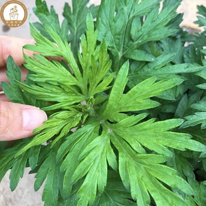 2222食用艾a草叶新鲜艾草盆栽植物室外阳台驱c蚊艾叶苗食用香草a.