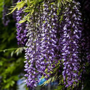 22n九尺紫藤花树苗爬藤植物盆栽庭院花架紫藤萝芳香多季开花长穗