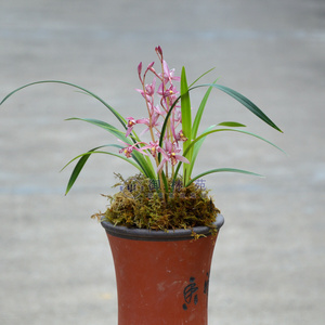 【红三娘兰花】红三娘兰花品牌,价格 - 阿里巴巴