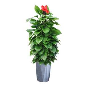 绿萝柱棒盆栽植物北京同城室内客厅苗特大好养四季大叶树木盆绿植