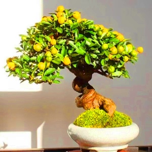 t22金豆小盆栽观果植物 金豆盆景素材苗 掌上盆景 微型盆景a.