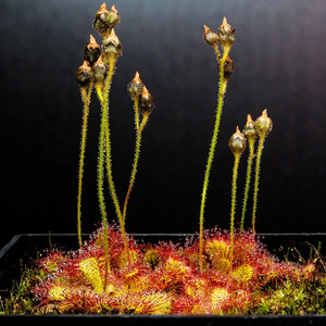 果秋园旗舰店天猫三脉茅膏菜【三萼食虫植物食虫草鱼缸造景观迷你