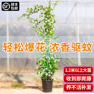 风车茉莉爬藤植物垂丝络石藤四季开花苗室内阳台花卉盆栽常青绿植