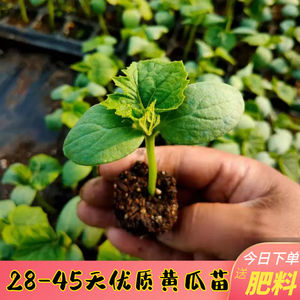 春季高产水果黄瓜苗子本地蔬菜种苗四季阳台小盆栽青苦丝瓜幼秧籽